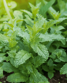Nasiona mięty pieprzowej Mentha piperita bylina