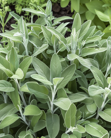 Nasiona szałwii (Salvia officinalis) – wieloletnie zioło