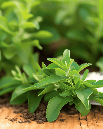 Nasiona słodkiego liścia (Stevia rebaudiana) – bylina zielna
