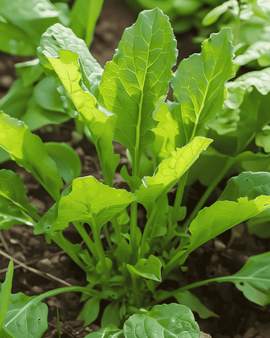 Sorrel Seeds Rumex Acetosa Perennial Herb Broad Leaved