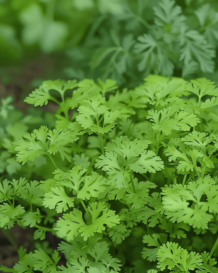 Nasiona trybuli ogrodowej Fine Curled (Anthriscus cerefolium) – ziele jednoroczne