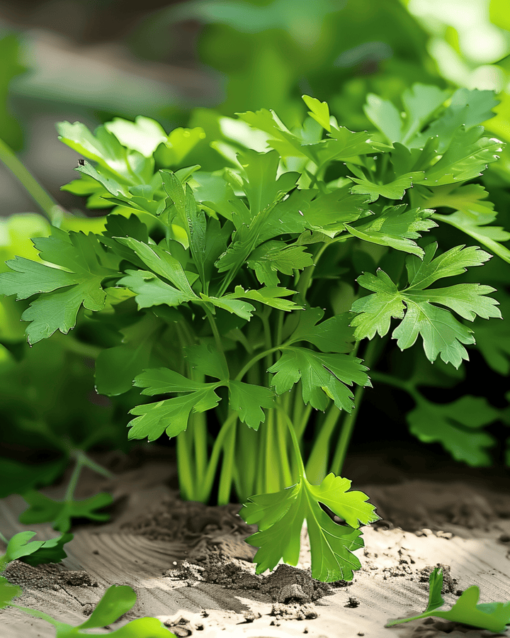 Nasiona pietruszki Amsterdamse Snij (Petroselinum crispum) – dwuletnie zioło