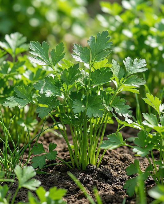 Nasiona pietruszki Amsterdamse Snij (Petroselinum crispum) – dwuletnie zioło z SeedsChoice