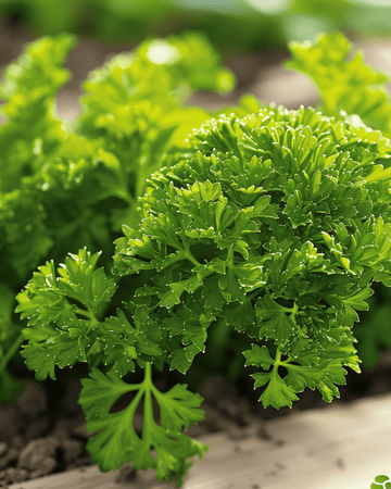 Nasiona pietruszki Bravour (Petroselinum crispum) – dwuletnie zioło