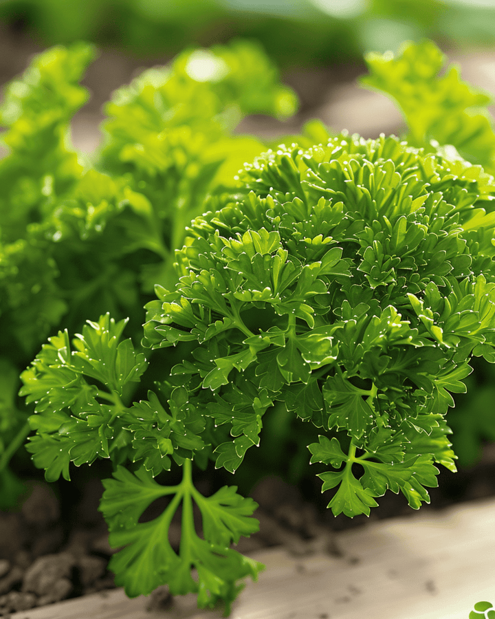 Nasiona pietruszki Bravour (Petroselinum crispum) – dwuletnie zioło