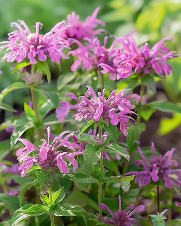 Nasiona mięty cytrynowej (Monarda citriodora) – jednoroczny kwiat