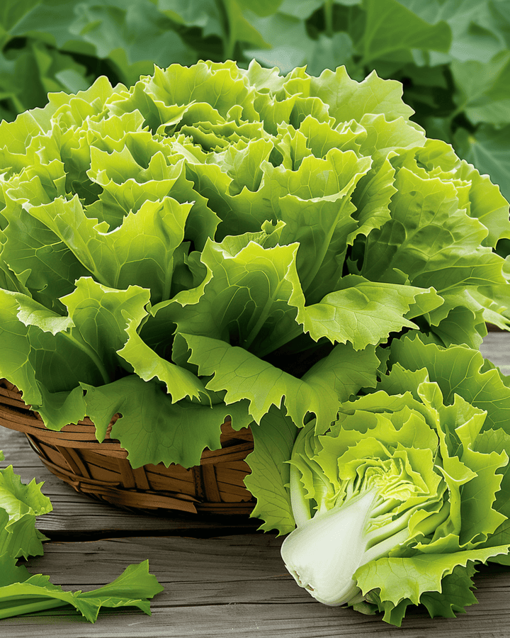 Nasiona endywii Nuance (Cichorium endivia) – jednoroczne warzywo