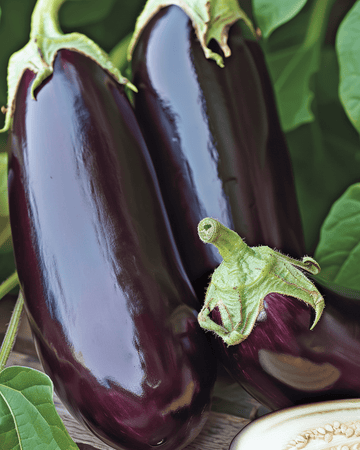 Nasiona bakłażana Violetta Lunga 2 (Solanum melongena) – warzywo jednoroczne
