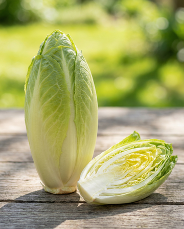 Cykoria Sugar Leaf (Cichorium intybus) – jednoroczne nasiona warzywne od SeedsChoice