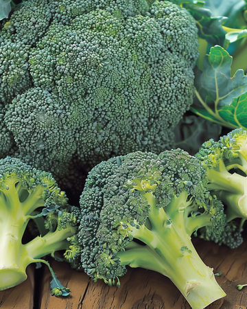 Nasiona brokuła Calabrese Natalino (Brassica oleracea) – jednoroczne warzywo