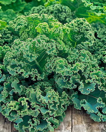 Nasiona jarmużu Winterbor F1 (Brassica oleracea) – warzywo jednoroczne