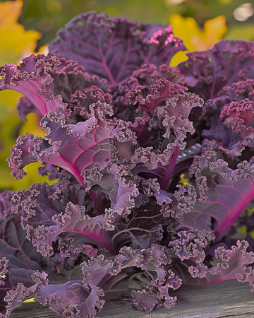 Nasiona jarmużu kędzierzawego Scarlet (Brassica oleracea) – warzywo roczne