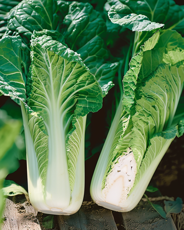 Nasiona kapusty pekińskiej Granaat Michihli (Brassica pekinensis) – jednoroczne warzywo
