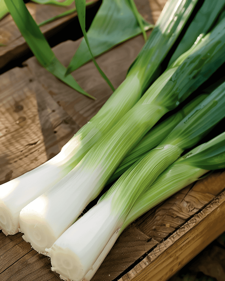 Por Herfstreuzen 3 Elephant nasiona (Allium porrum) – jednoroczne warzywo