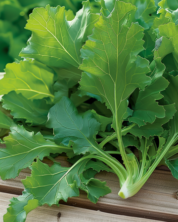 Greens Namenia Leaf seeds (Brassica rapa) – annual vegetable