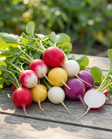 Nasiona rzodkiewki Round Mixture (Raphanus sativus) – jednoroczne nasiona warzyw od SeedsChoice
