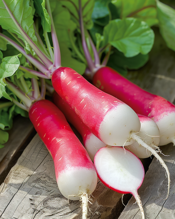 Nasiona rzodkiewki French Breakfast (Raphanus sativus) – warzywo jednoroczne