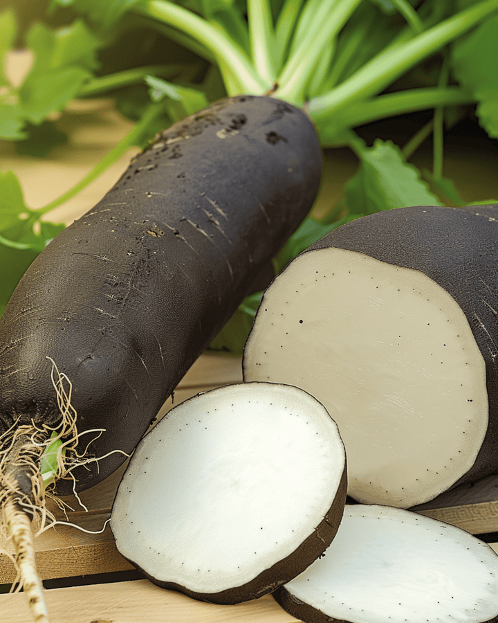 Winter Radish Noir Long Poids D Horloge seeds (Raphanus sativus) – annual vegetable