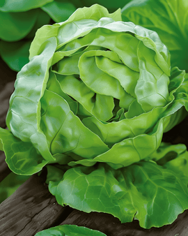 Lettuce Hilde Ii Seeds Lactuca Sativa Annual