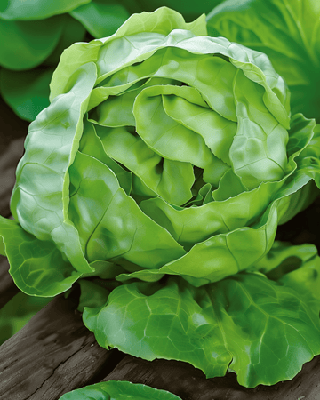 Nasiona sałaty Hilde Ii (Lactuca sativa) – jednoroczne warzywo