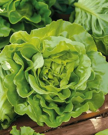 Nasiona sałaty Neckarreuzen Summer Diamond (Lactuca sativa) – warzywo jednoroczne