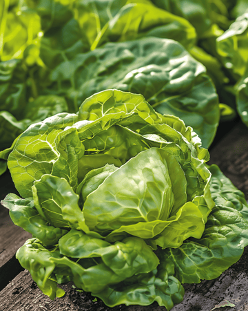 Nasiona sałaty Zwart Duits (Lactuca sativa) – jednoroczne warzywo
