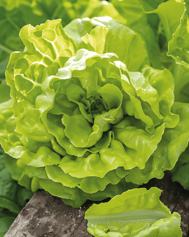 Butterhead Lettuce Seeds Lactuca Sativa Annual Grosse Blonde Paresseuse