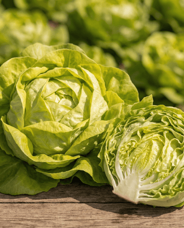 Lettuce Appia Butterhead (Lactuca sativa) – annual vegetable seeds from SeedsChoice