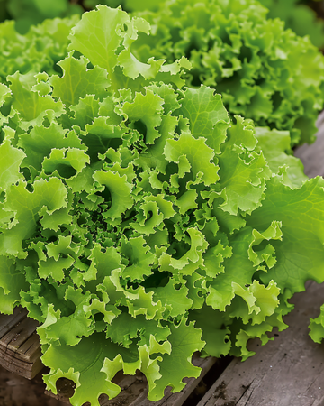 Nasiona sałaty Lollo Bionda (Lactuca sativa) – warzywo jednoroczne