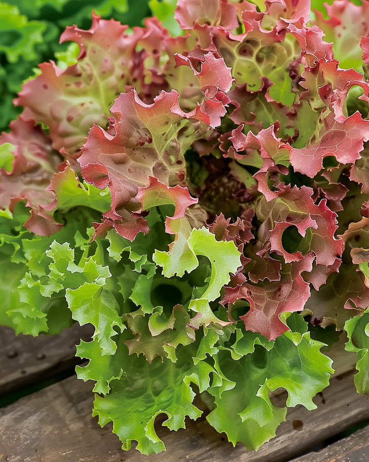 Nasiona sałaty Lollo Rossa (Lactuca sativa) – warzywo jednoroczne