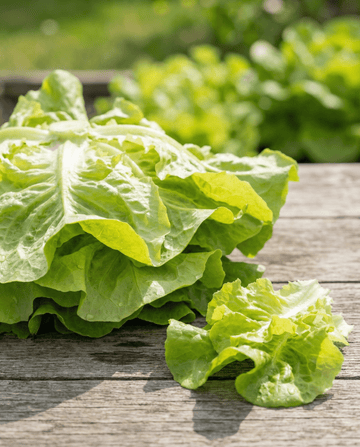 Sałata liściowa Australische Gele (Lactuca sativa) – nasiona jednorocznych warzyw od SeedsChoice