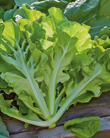 Nasiona sałaty liściastej Witte Dunsel (Lactuca sativa) – jednoroczne warzywo