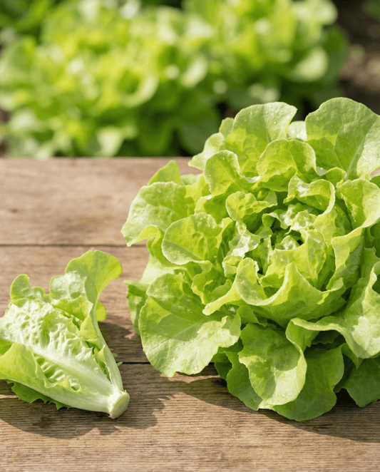 Leaf Lettuce Witte Dunsel (Lactuca sativa) – annual vegetable seeds from SeedsChoice