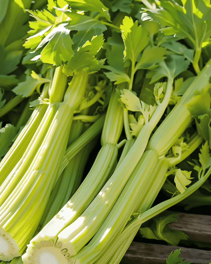 Nasiona selera naciowego Golden Self Blanching (Apium graveolens) – roczne warzywo