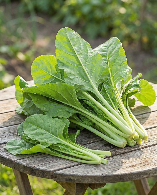 Boćwina Common Green (Beta vulgaris) – nasiona rocznego warzywa od SeedsChoice