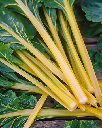 Nasiona boćwiny Yellow (Beta vulgaris) – jednoroczne warzywo