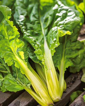 Nasiona boćwiny Lucullus (Beta vulgaris) – roczne warzywo