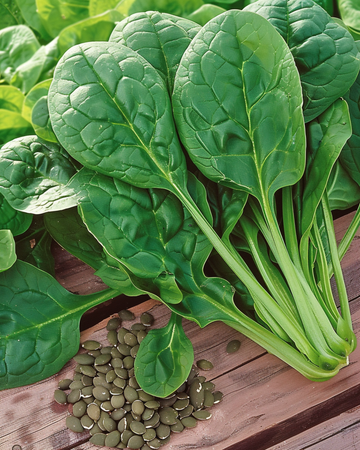 Nasiona szpinaku Nores Green (Spinacia oleracea) – jednoroczne warzywo