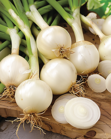 Nasiona cebuli do kiszenia (Allium cepa) – jednoroczne warzywo