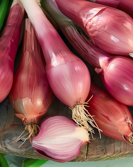 Nasiona cebuli Rossa Lunga Di Firenze Allium Cepa jednoroczna
