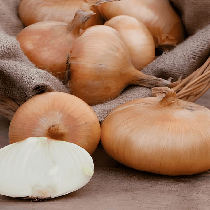 Nasiona cebuli Rossa Lunga Di Firenze włoska czerwona (Allium cepa) – warzywo jednoroczne