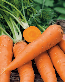 Nasiona marchwi zimowej Flakkée 2 Daucus Carota jednoroczna