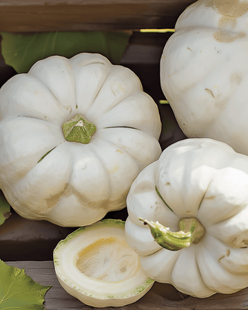 Nasiona kabaczka Custard White (Cucurbita pepo) – roczne warzywo