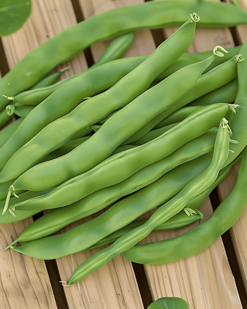 Nasiona fasoli karłowej Admires (Phaseolus vulgaris) – jednoroczne warzywo