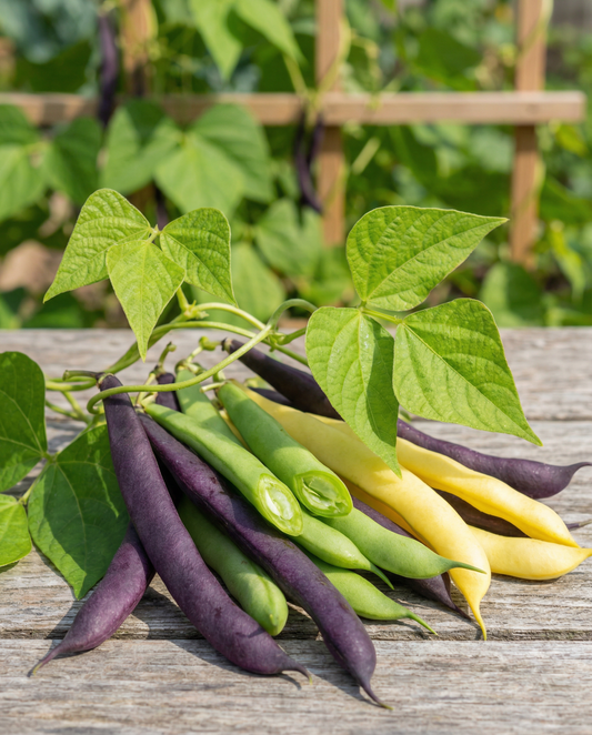 Fasola tyczna Three Color Mix (Phaseolus vulgaris) – nasiona jednorocznego warzywa od SeedsChoice