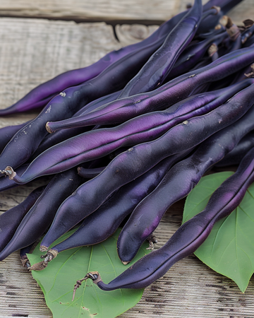 Nasiona fasoli tycznej Blauhilde (Phaseolus vulgaris) – roczne warzywo