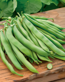 Climbing French Bean Seeds Phaseolus Vulgaris Annual Westlandse Dubbele