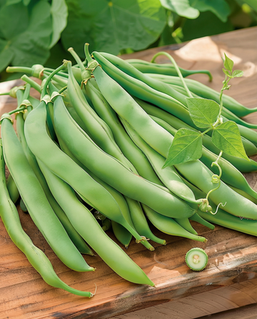 Fasola szparagowa tyczna Westlandse Dubbele (Phaseolus vulgaris) – nasiona jednorocznej rośliny pnącej od SeedsChoice