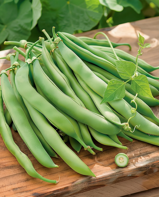 Fasola szparagowa tyczna Westlandse Dubbele (Phaseolus vulgaris) – nasiona jednorocznej rośliny pnącej od SeedsChoice