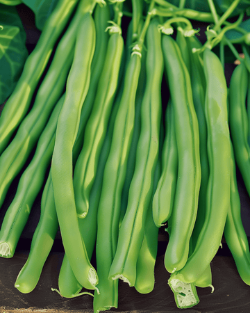 Nasiona fasoli karłowej Kylian (Phaseolus vulgaris) – jednoroczne warzywo